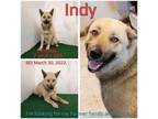 Adopt Indy a Shepherd, Mixed Breed