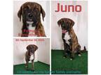 Adopt Juno a Boxer, Mixed Breed