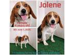 Adopt Jolene a Beagle