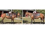 Trail Horse Deluxe Mare