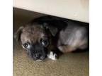 Adopt Florence a Pug, Mixed Breed