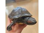 Adopt Red-eared Slider Turtles! a Turtle