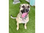 Adopt Tennessee a Shepherd, American Bully