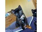 Adopt Olive Branch a Domestic Short Hair