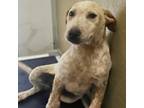 Adopt Sully a Cattle Dog, Mixed Breed