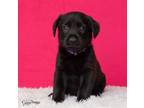 Adopt Jana litter - Lily (purple c) - adoption pending a German Shepherd Dog