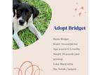 Adopt Bridgett a Labrador Retriever