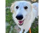Adopt Chablis a Great Pyrenees