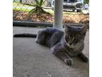 Adopt Canary 25484 a Domestic Short Hair