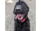 Adopt Mary 25773 a Black Labrador Retriever, Poodle