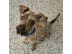 Adopt Karen 25763 a Terrier, Mixed Breed