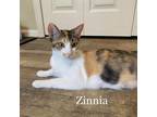 Adopt Zinnia 25317 a Domestic Short Hair