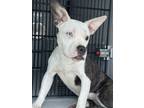 Adopt Connie-ADOPTED a Pit Bull Terrier, Mixed Breed