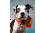 Adopt Patches- ADOPTED a Pit Bull Terrier