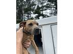 Adopt Guava a Pit Bull Terrier, Mixed Breed