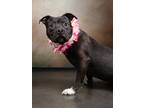 Adopt Funyuns a Pit Bull Terrier, Mixed Breed