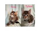 Adopt Tirza and Tybee a Domestic Long Hair