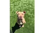Adopt Eva a Pit Bull Terrier, Mixed Breed