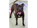 Adopt Mocha a Pit Bull Terrier, Mixed Breed