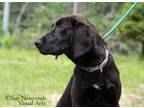 Adopt Layla a Hound, Black Labrador Retriever