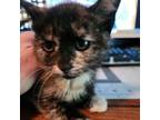 Adopt Guinevere (foster) a Domestic Short Hair