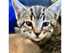 Adopt Amelia (foster) a Domestic Short Hair