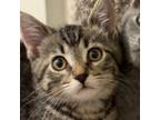 Adopt Monday (foster) a Domestic Short Hair