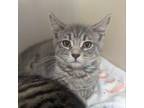 Adopt Wednesday (foster) a Domestic Short Hair