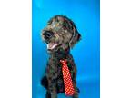 Adopt Boo Boo a Standard Poodle, Mixed Breed
