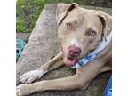 Adopt Ruth- I'm in a foster home! a Pit Bull Terrier