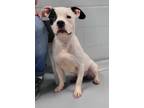Adopt Fable a Pit Bull Terrier