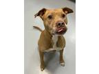 Adopt Maisy a Pit Bull Terrier