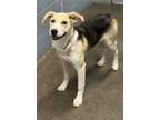 Adopt Rosy-NOT AVAILABLE UNTIL 6/6 a Beagle, Mixed Breed