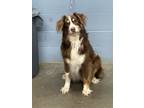 Adopt Hattie**NOT AVAILABLE UNTIL 6/6 a Australian Shepherd, Mixed Breed