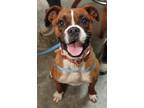 Adopt Olive (bonded w/ Marlo) a Boxer, Mixed Breed