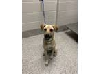 Adopt Flashy a Black Mouth Cur, Mixed Breed
