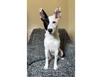 Adopt Chewy a Rat Terrier