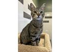 Adopt Ms. Purrfection a Domestic Short Hair