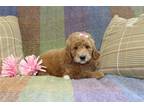 Mutt Puppy for sale in Cambridge, OH, USA