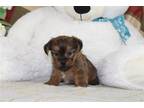 Shorkie Tzu Puppy for sale in Cambridge, OH, USA