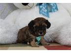 Cavachon Puppy for sale in Cambridge, OH, USA