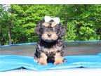 Cavachon Puppy for sale in Cambridge, OH, USA
