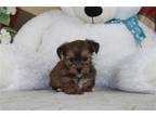 Shorkie Tzu Puppy for sale in Cambridge, OH, USA