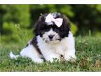 Zuchon Puppy for sale in Cambridge, OH, USA
