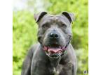 Adopt Nightingale a Pit Bull Terrier, Mixed Breed