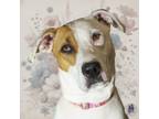 Adopt Madonna a Pit Bull Terrier, Mixed Breed