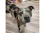 Adopt Florence a Pit Bull Terrier, Mixed Breed