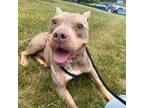 Adopt Chickie a American Staffordshire Terrier
