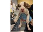 Adopt Phyllis a Pit Bull Terrier, Mixed Breed