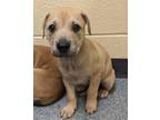 Adopt Peridot a Pit Bull Terrier, Mixed Breed